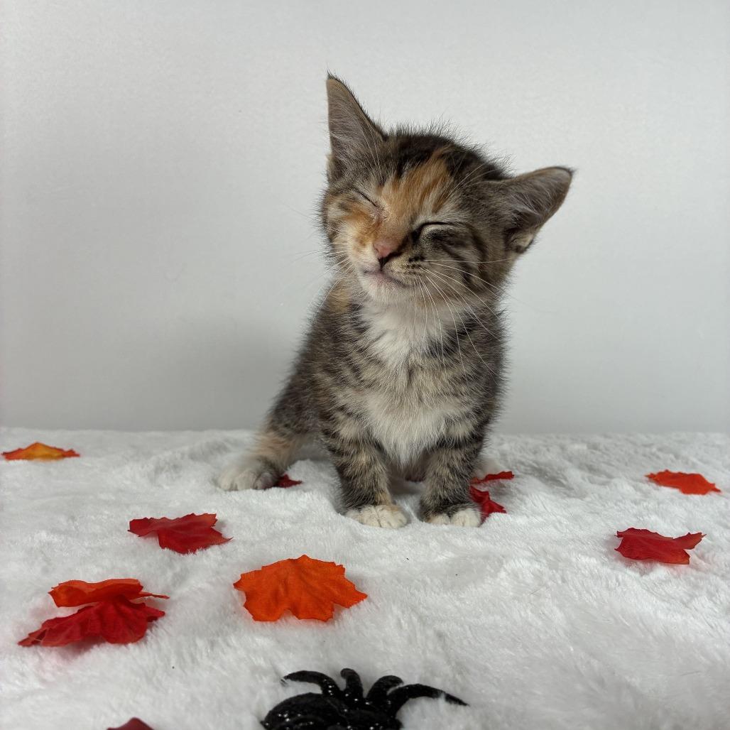 Lily photo