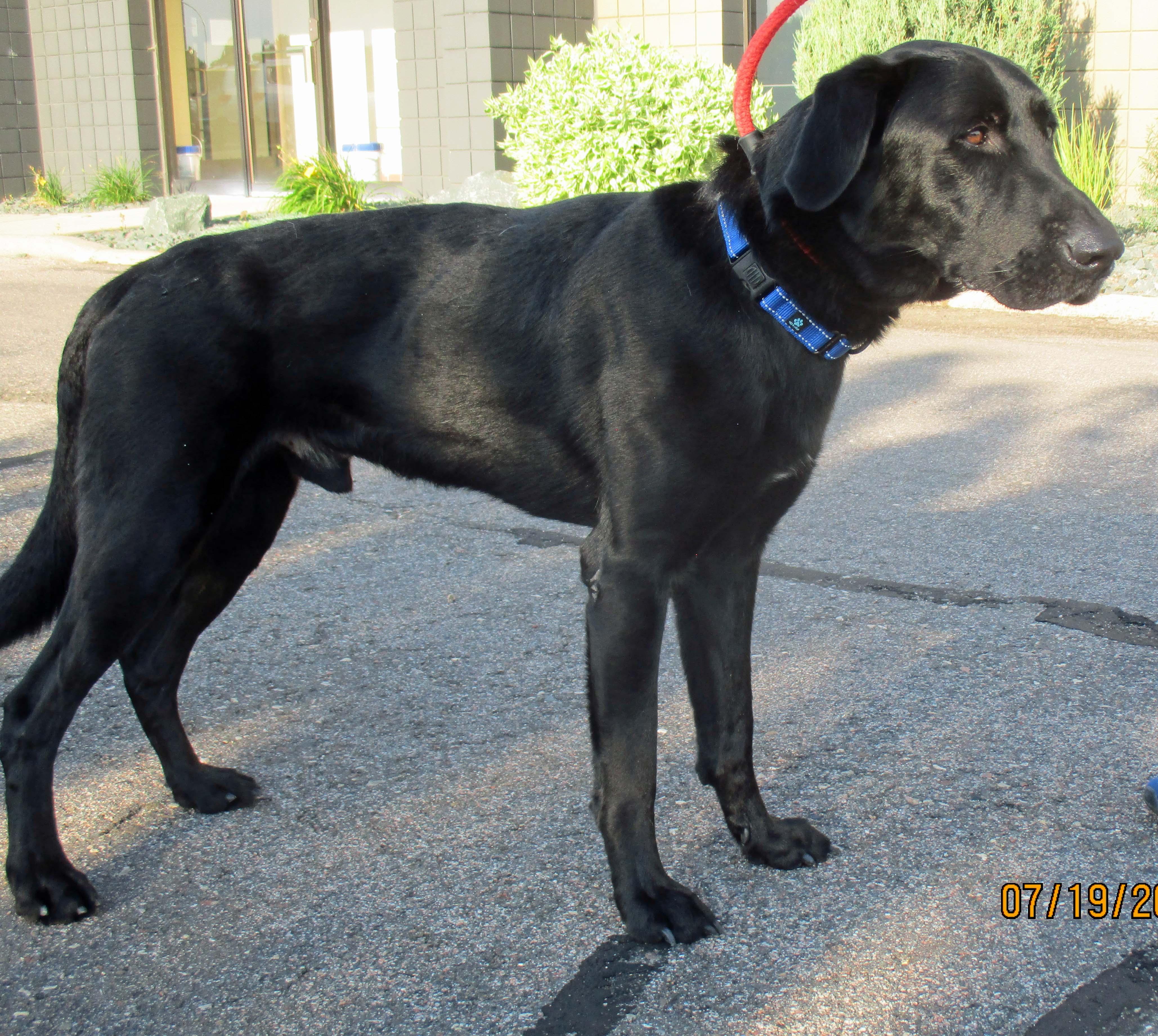 Shadow - ADOPT OR FOSTER WITH INTENT TO ADOPT