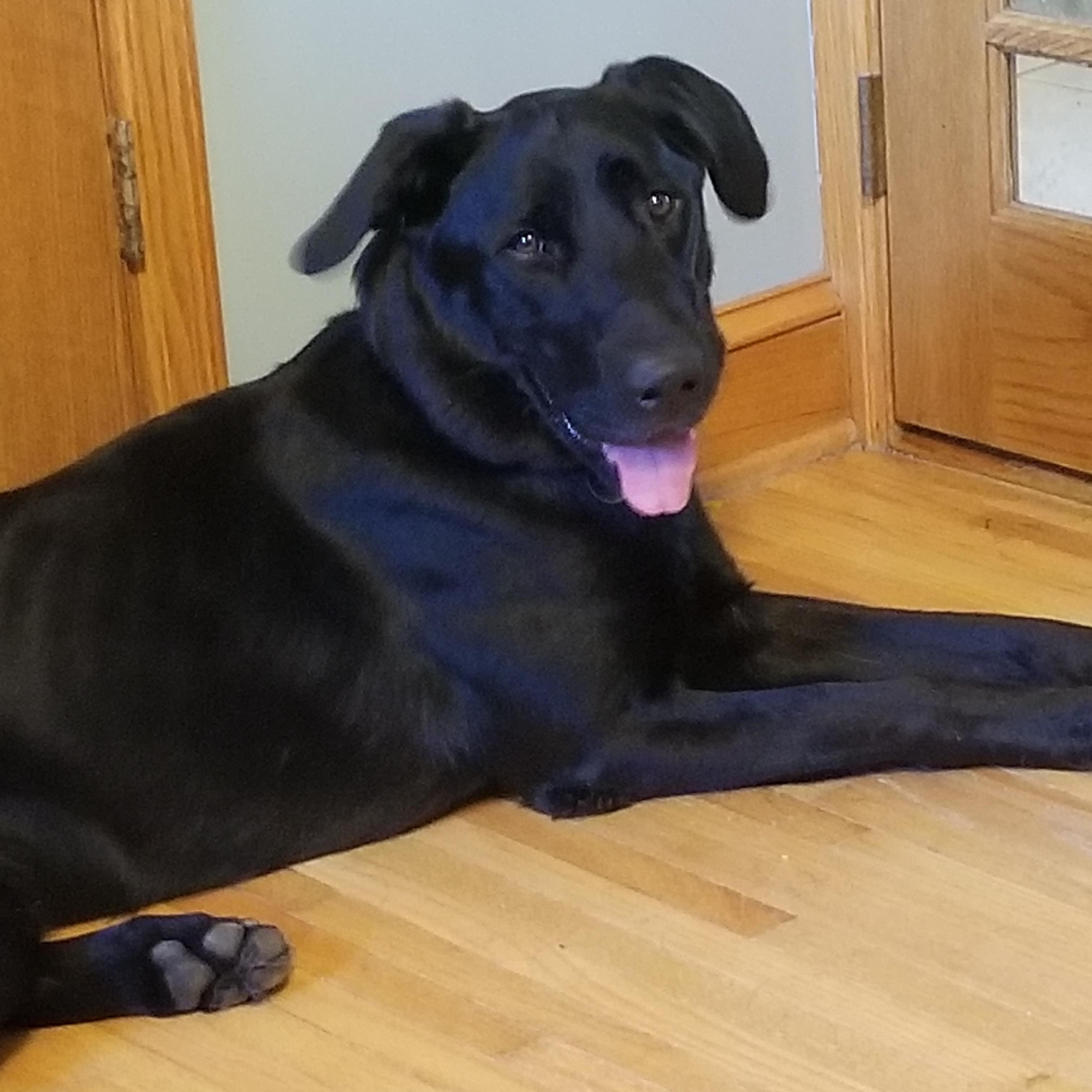 Shadow - ADOPT OR FOSTER WITH INTENT TO ADOPT, a Adoptable mixed breed in White Bear Lake, MN image 4/6