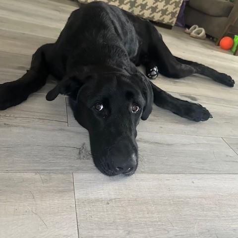 Shadow - ADOPT OR FOSTER WITH INTENT TO ADOPT