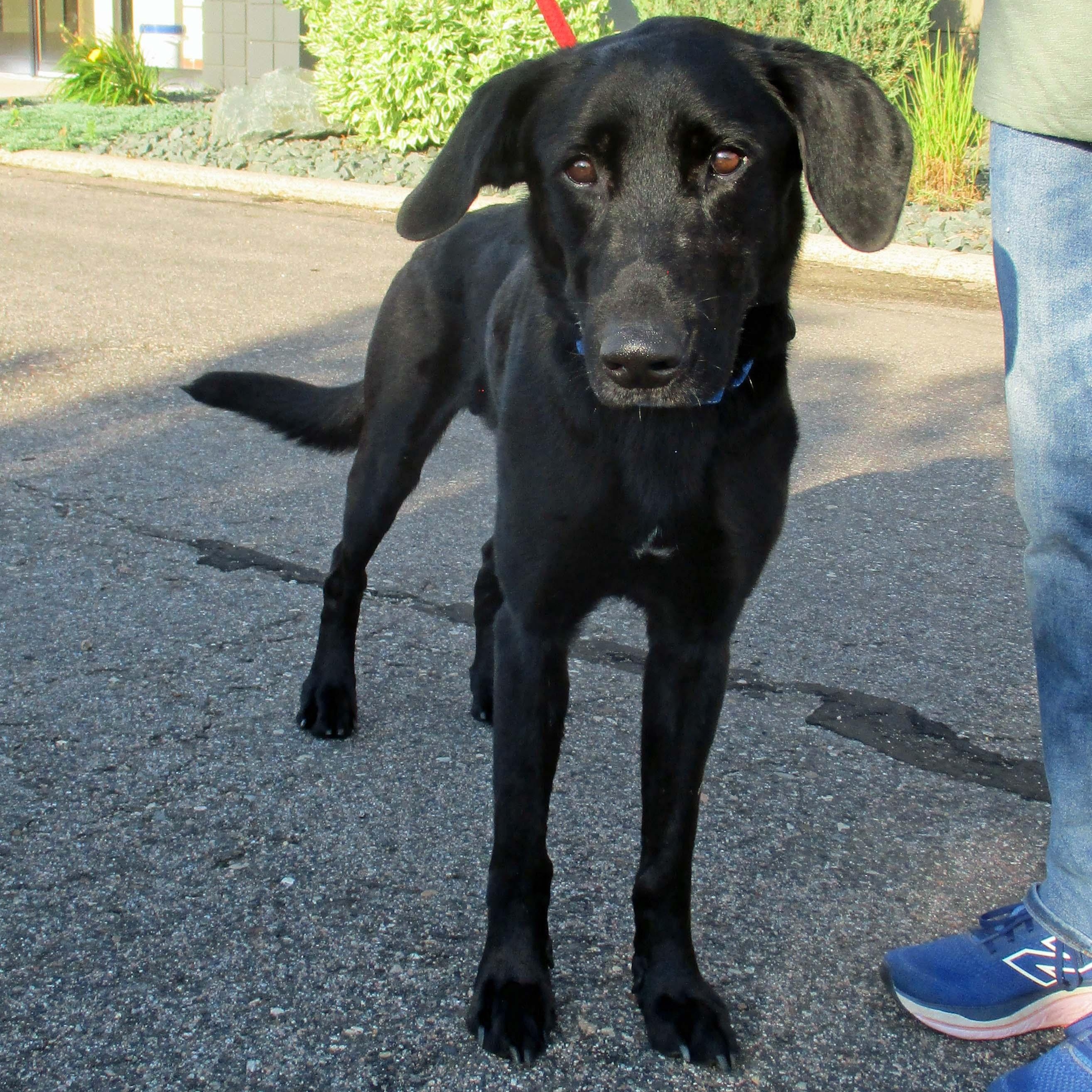Shadow - ADOPT OR FOSTER WITH INTENT TO ADOPT, a Adoptable mixed breed in White Bear Lake, MN image 3/6