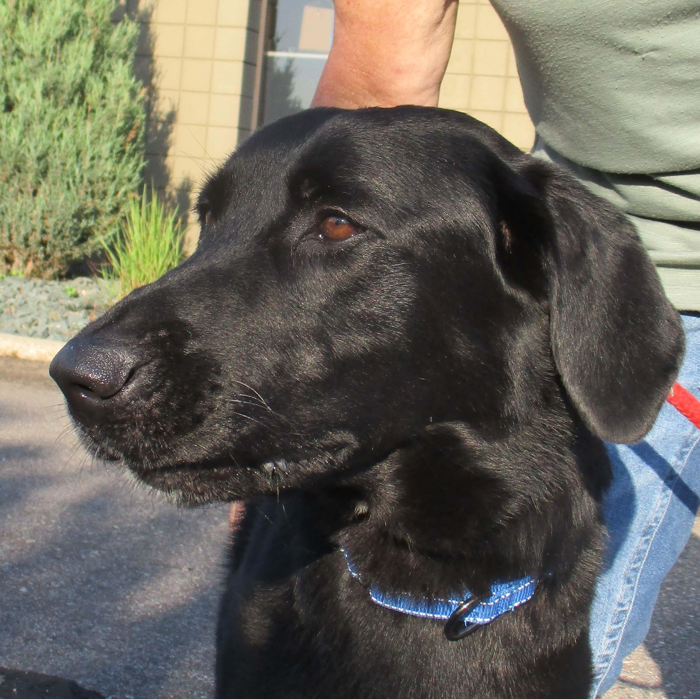 Shadow - ADOPT OR FOSTER WITH INTENT TO ADOPT