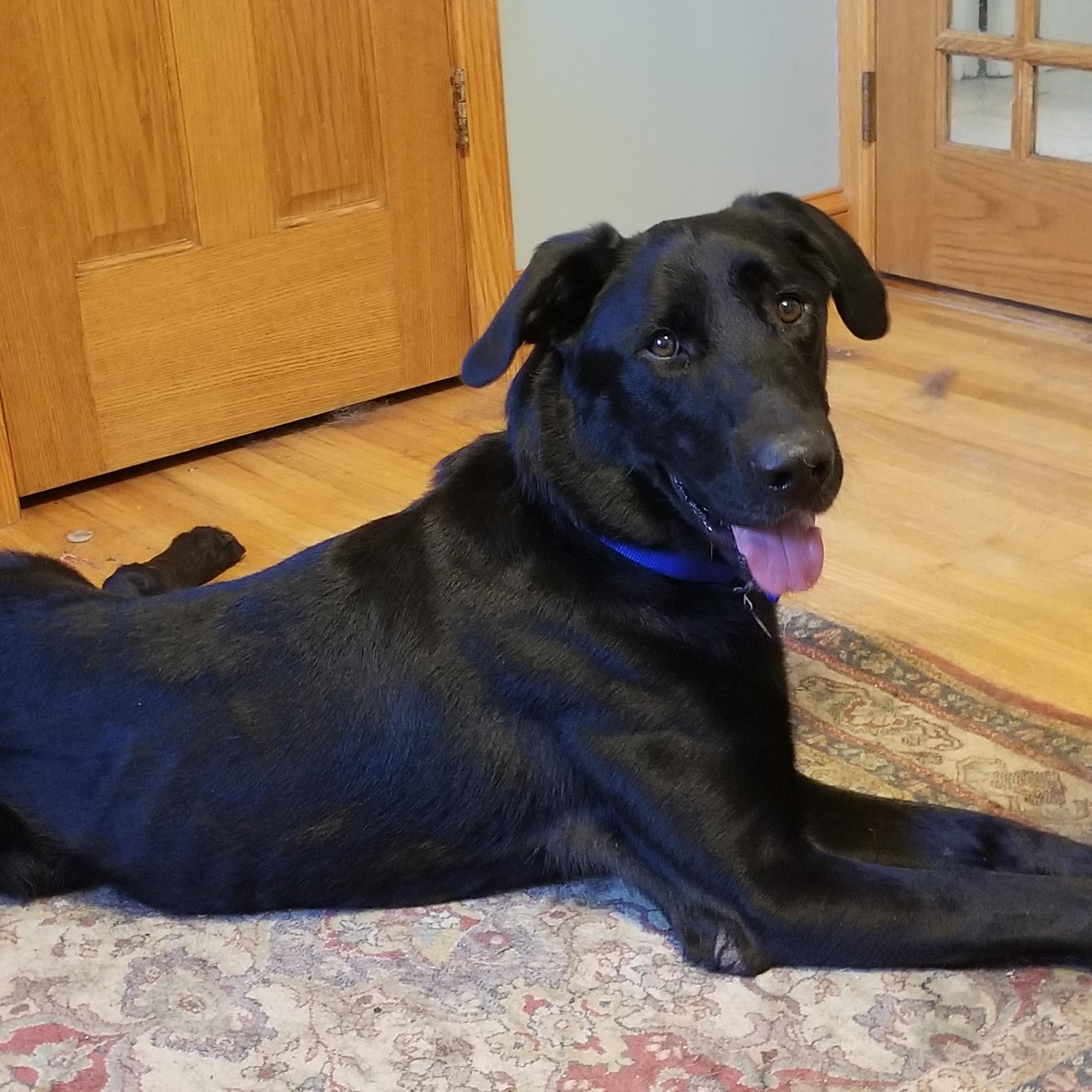 Shadow - ADOPT OR FOSTER WITH INTENT TO ADOPT