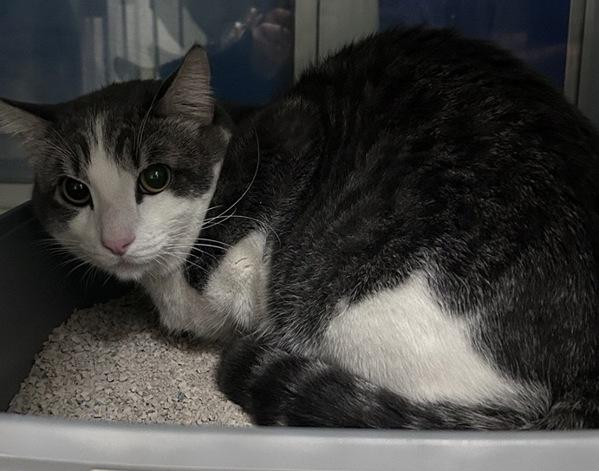 Enlarge Alfred, a Adoptable mixed breed in Escondido, CA image 1/1