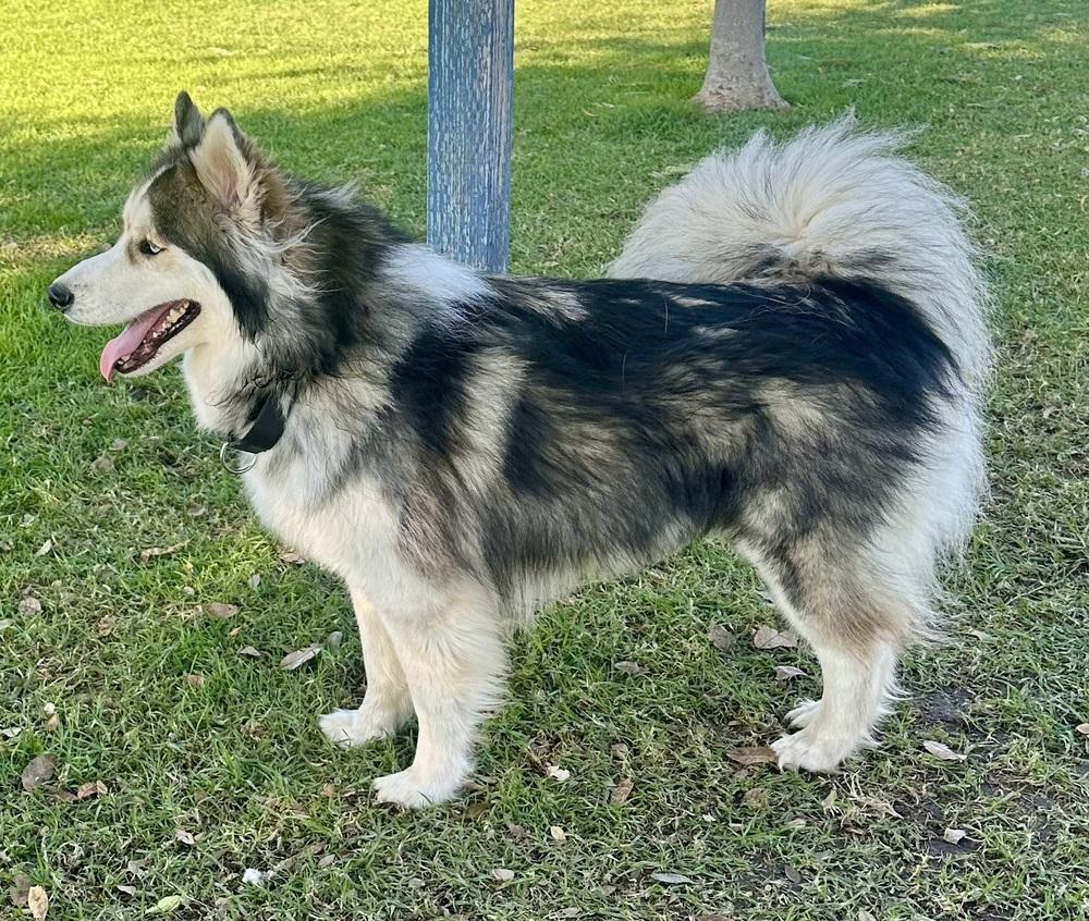 Louie, a Adoptable Alaskan Malamute in Escondido, CA image 1/4