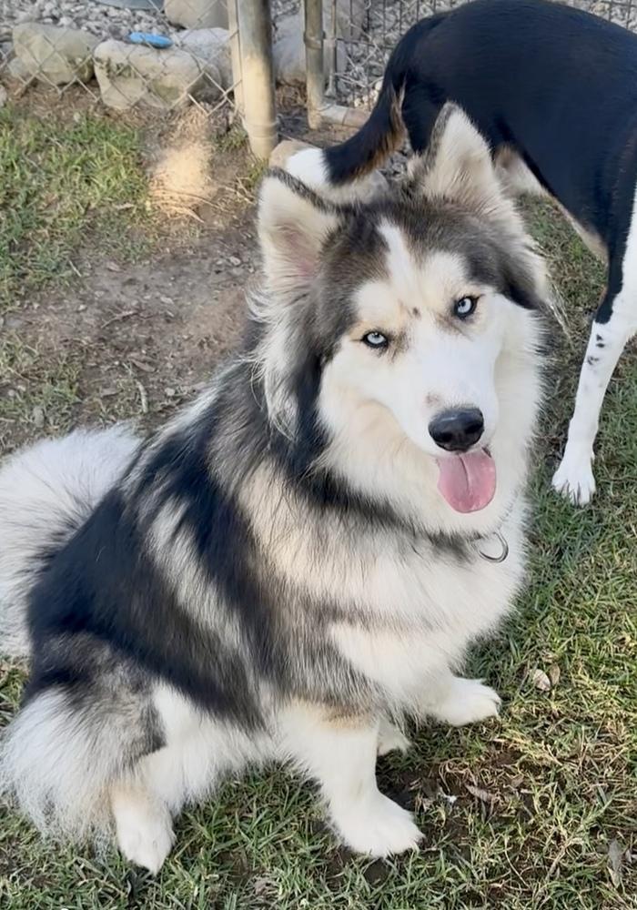 Louie, a Adoptable Alaskan Malamute in Escondido, CA image 2/4