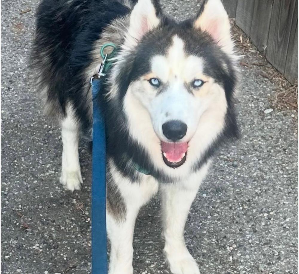 Louie, a Adoptable Alaskan Malamute in Escondido, CA image 3/4