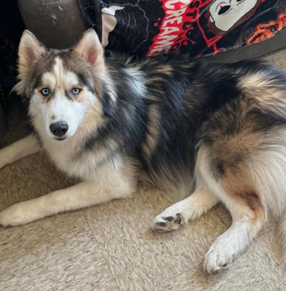 Louie, a Adoptable Alaskan Malamute in Escondido, CA image 4/4