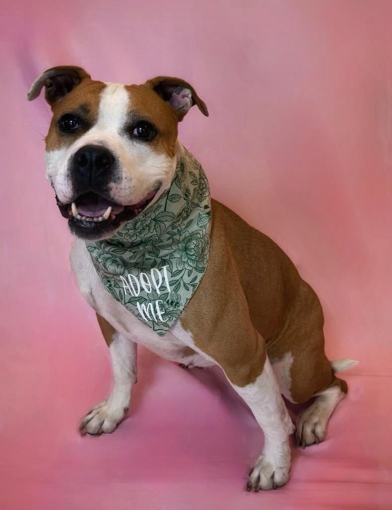 Gemma Marie, ADOPTABLE, Young Female American Staffordshire Terrier.