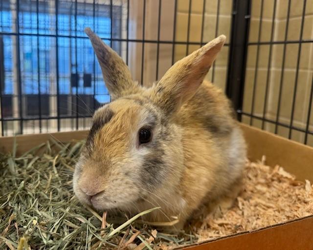 CALVIN HARE-ES, Adoptable, Young Male Bunny Rabbit.