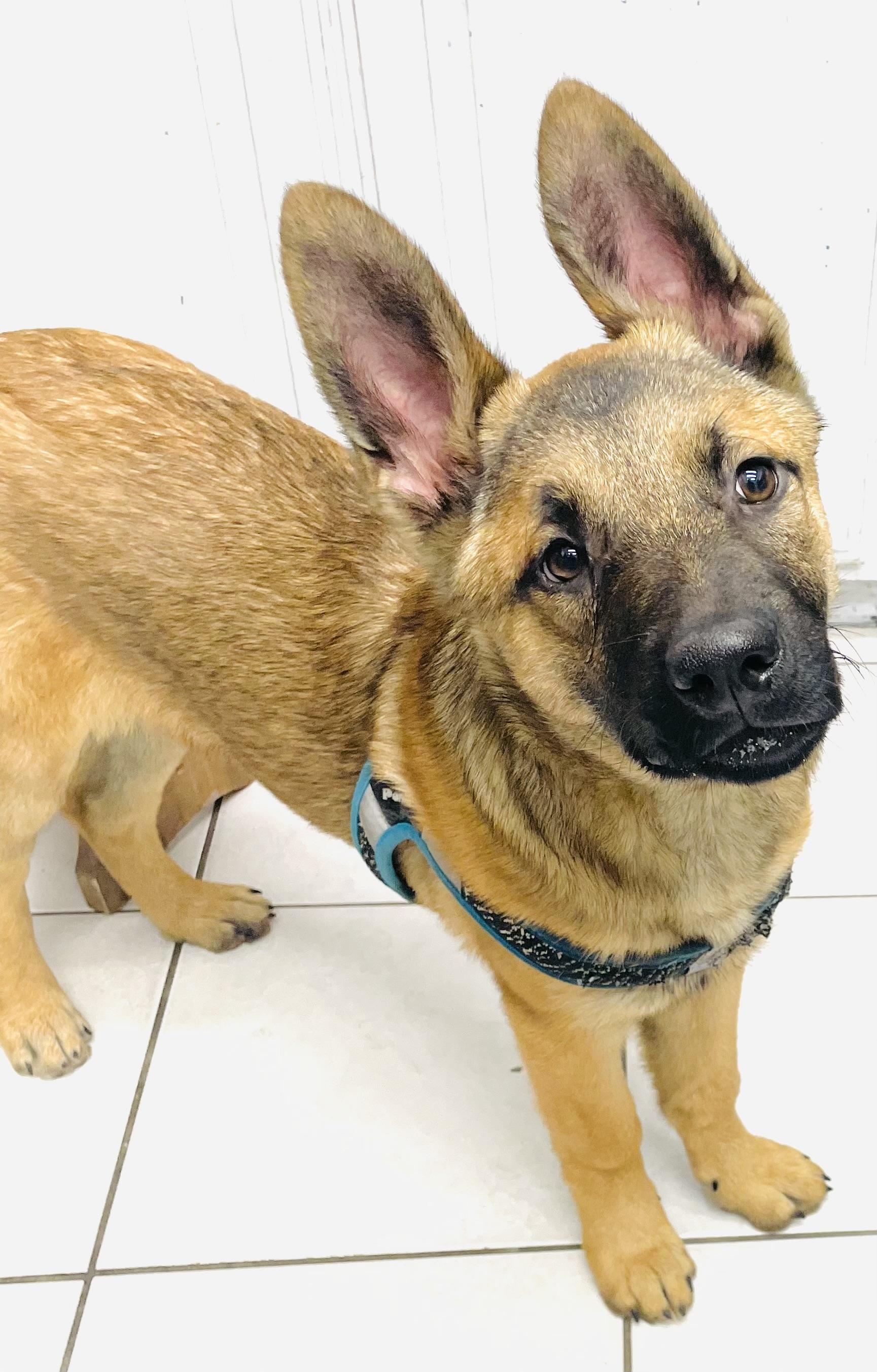 Timber, Adopted, Puppy Male German Shepherd Dog.