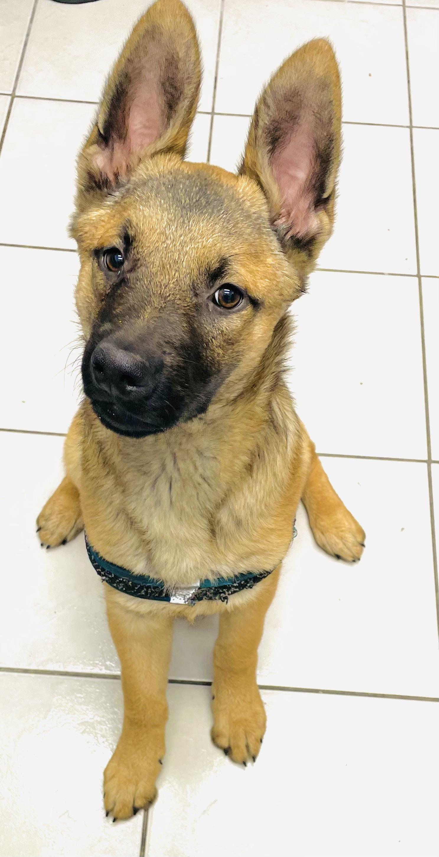 Timber, a Adopted mixed breed in Arlington, TX image 4/4