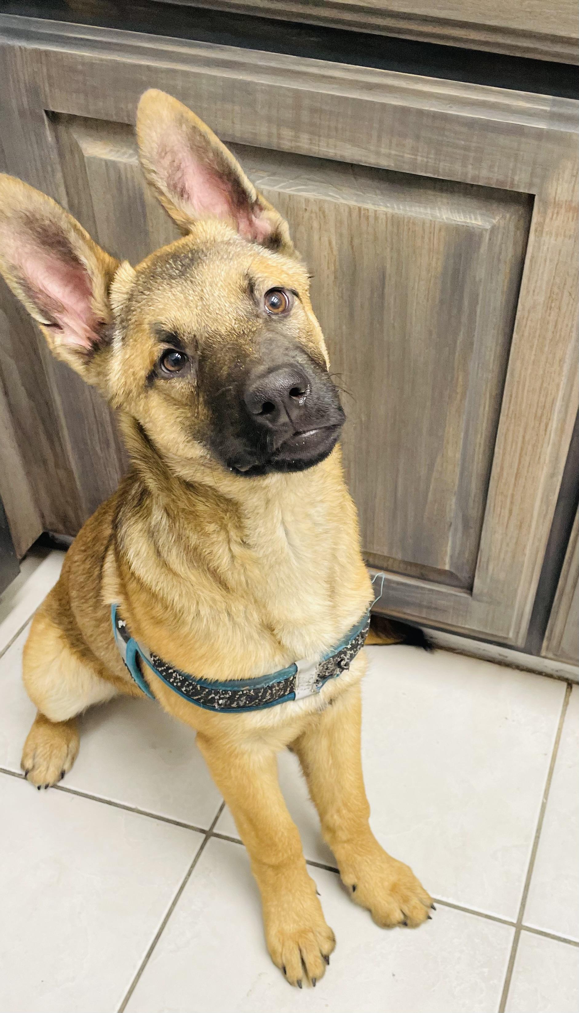 Timber, a Adopted mixed breed in Arlington, TX image 3/4