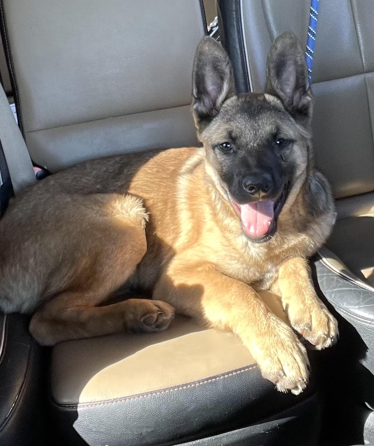 Timber, a Adopted mixed breed in Arlington, TX image 2/4