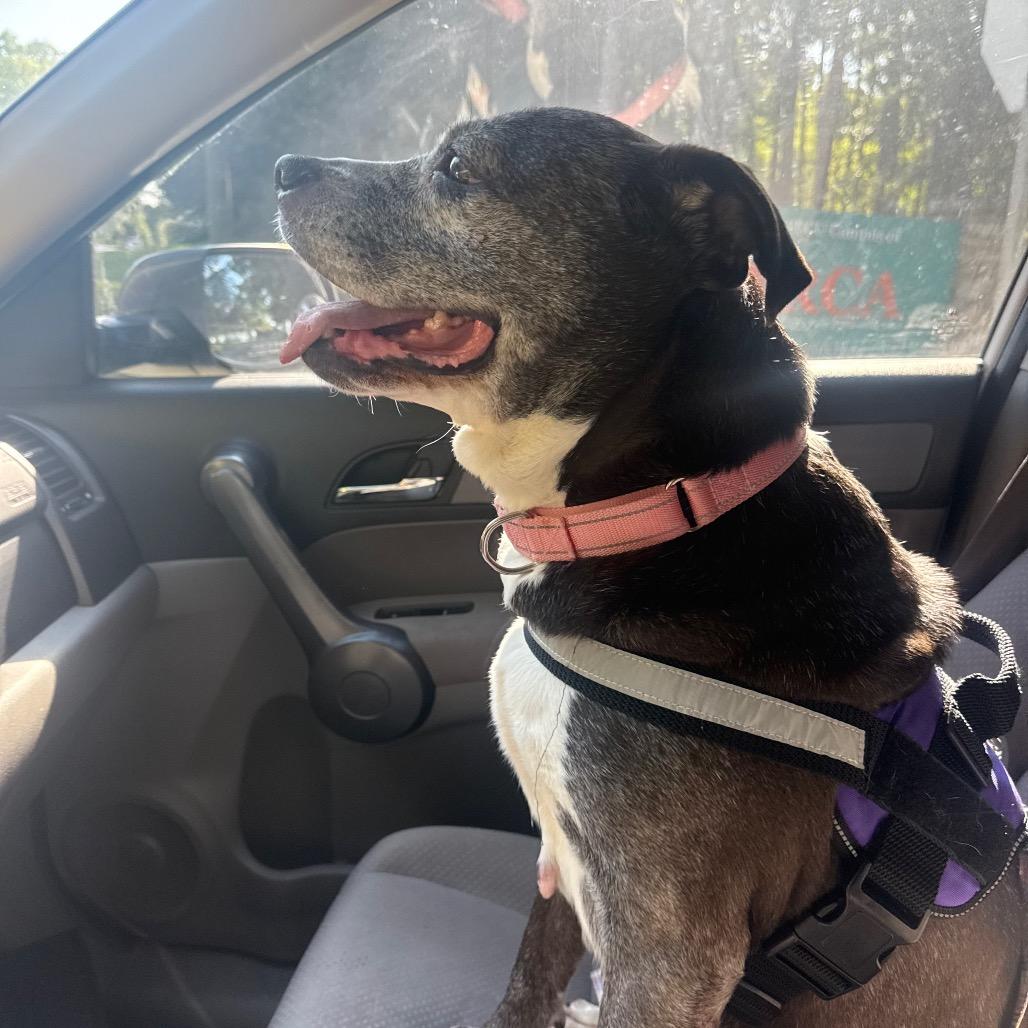 Pepsi, Adoptable, Senior Female Mixed Breed.