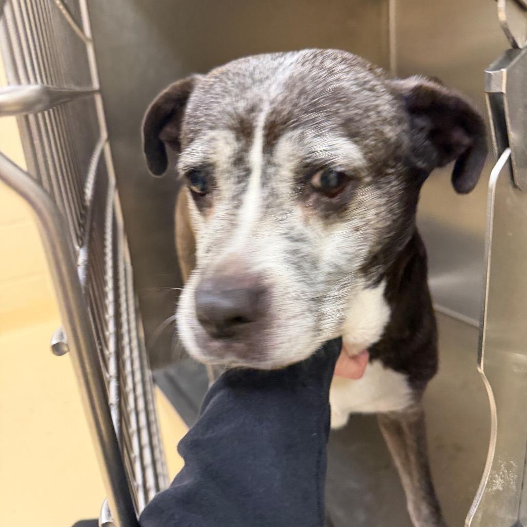 Pepsi, a Adoptable Mixed Breed in Winston-Salem, NC image 2/5