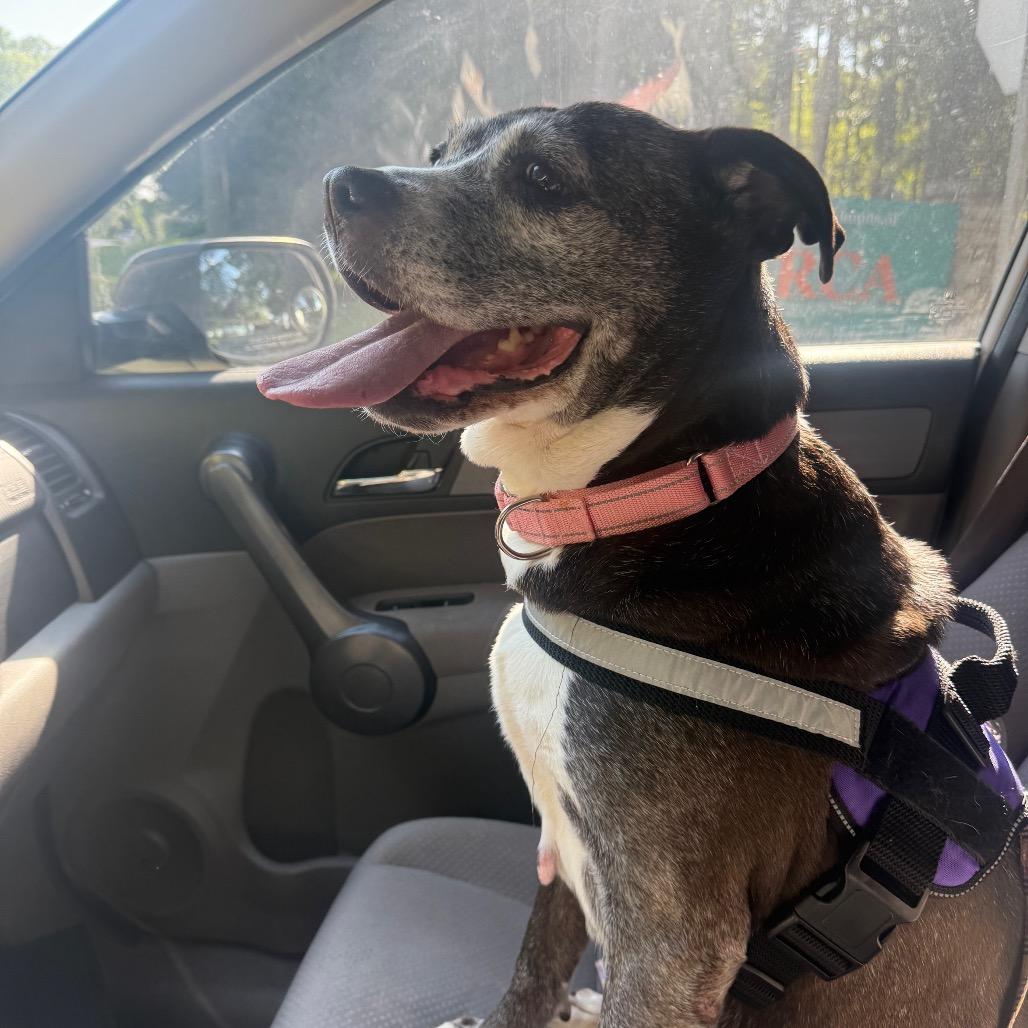Pepsi, a Adoptable Mixed Breed in Winston-Salem, NC image 3/5