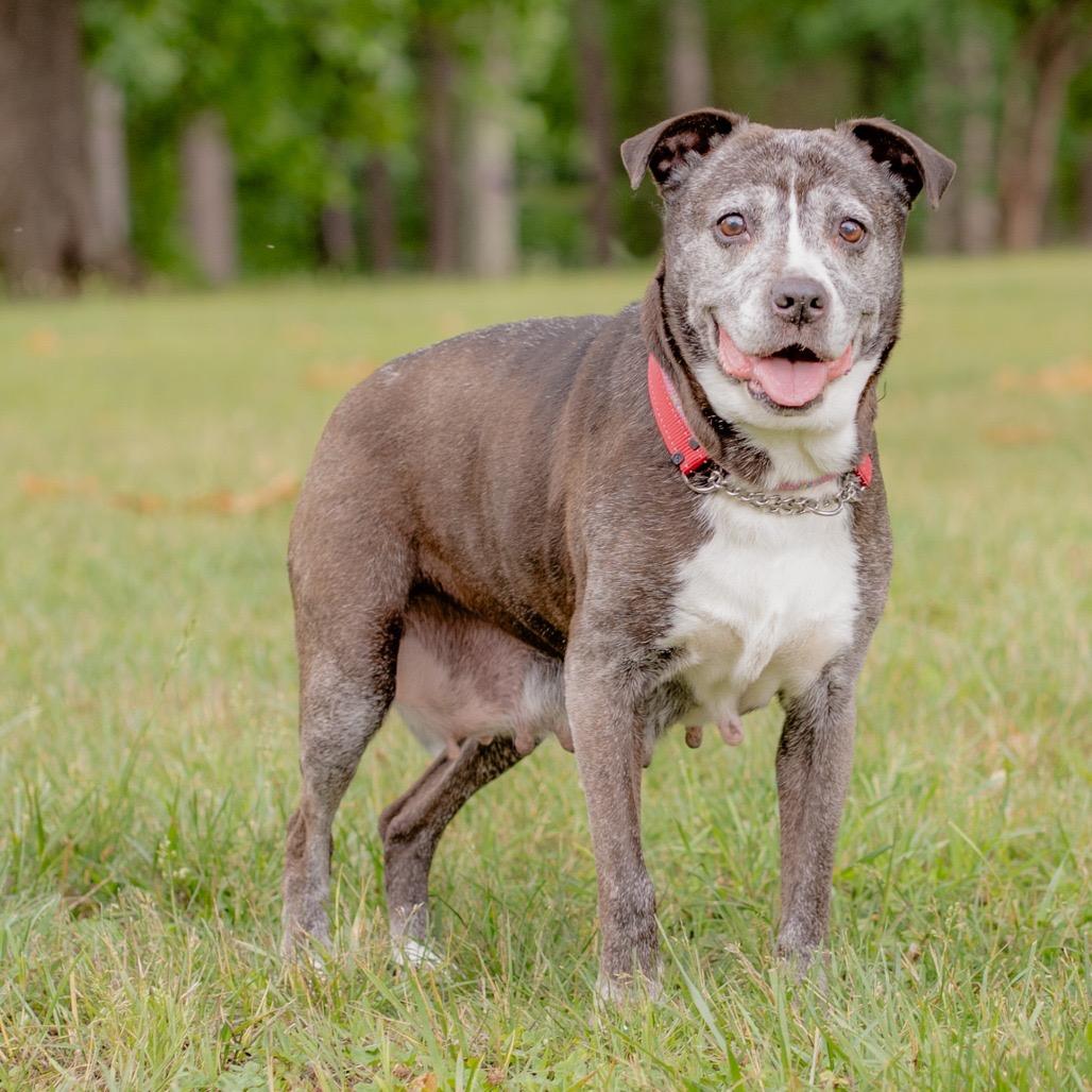 Pepsi, a Adoptable Mixed Breed in Winston-Salem, NC image 4/5