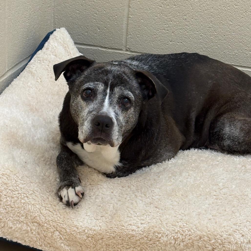 Pepsi, a Adoptable Mixed Breed in Winston-Salem, NC image 5/5