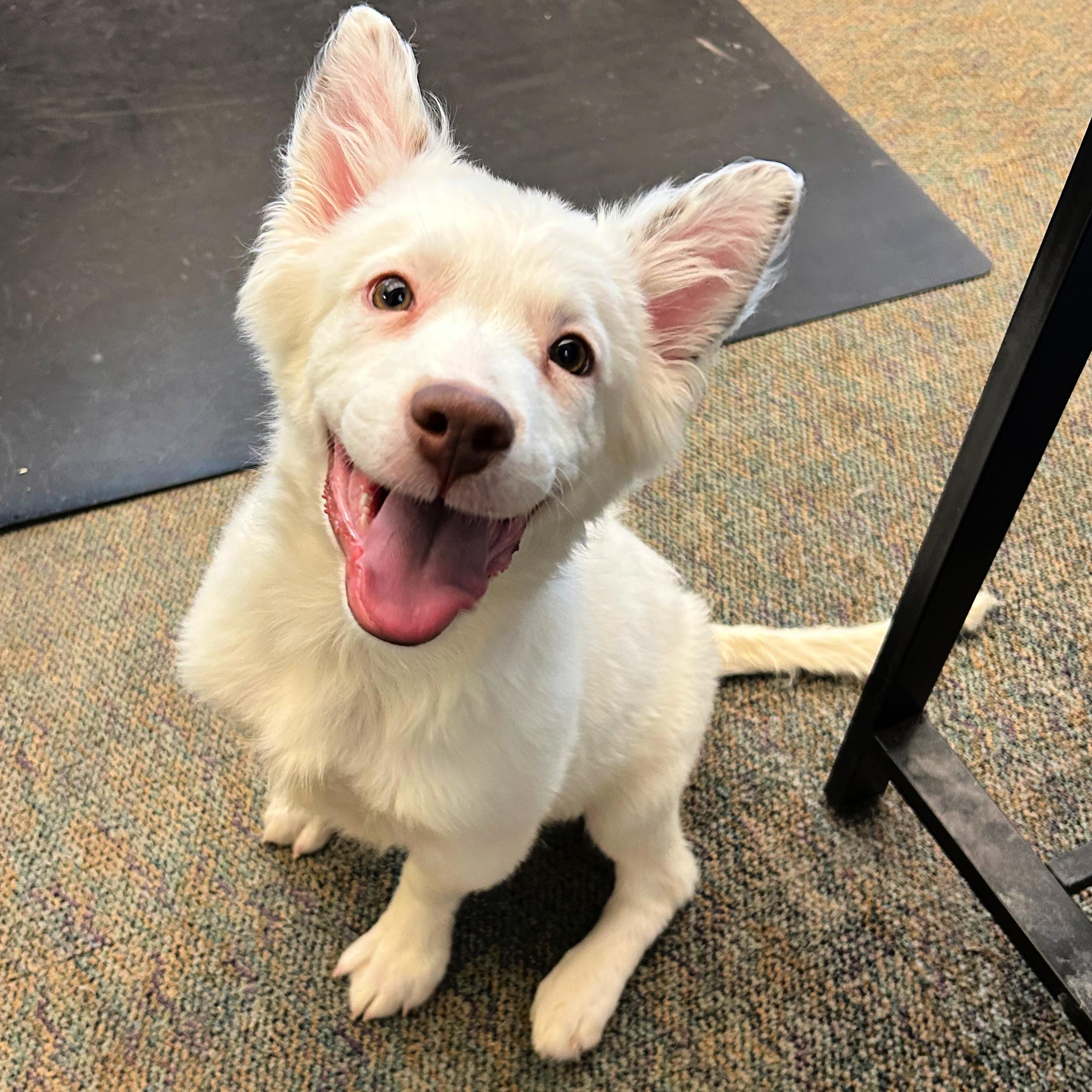 Blanco, adopted, Puppy Male Australian Shepherd & Husky.