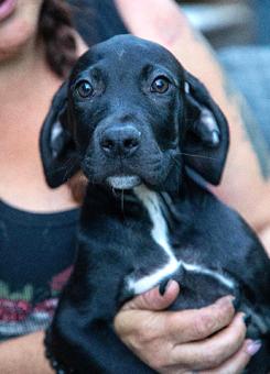 Enlarge Thaddeus, a Adopted mixed breed in Canterbury, CT image 1/5