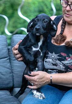 Enlarge Thaddeus, a Adopted mixed breed in Canterbury, CT image 2/5