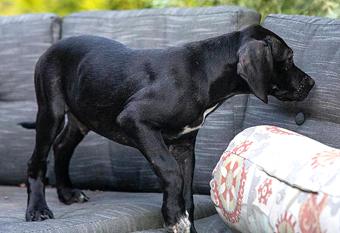 Enlarge Thaddeus, a Adopted mixed breed in Canterbury, CT image 3/5