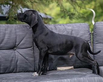 Enlarge Thaddeus, a Adopted mixed breed in Canterbury, CT image 4/5