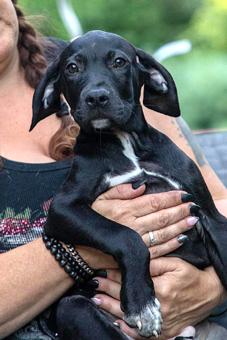 Enlarge Thaddeus, a Adopted mixed breed in Canterbury, CT image 5/5