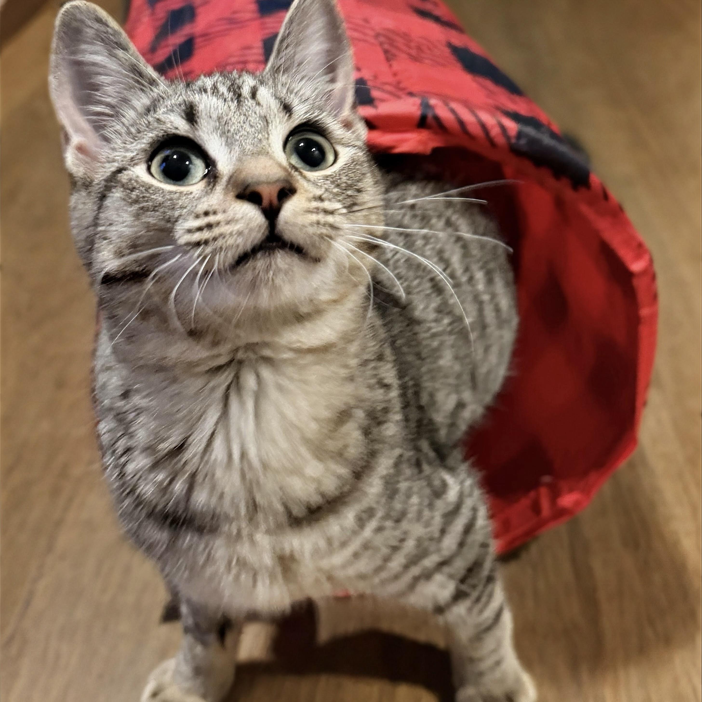 Enlarge Holly, an adopted Domestic Short Hair in Norwalk, CT image 1/4