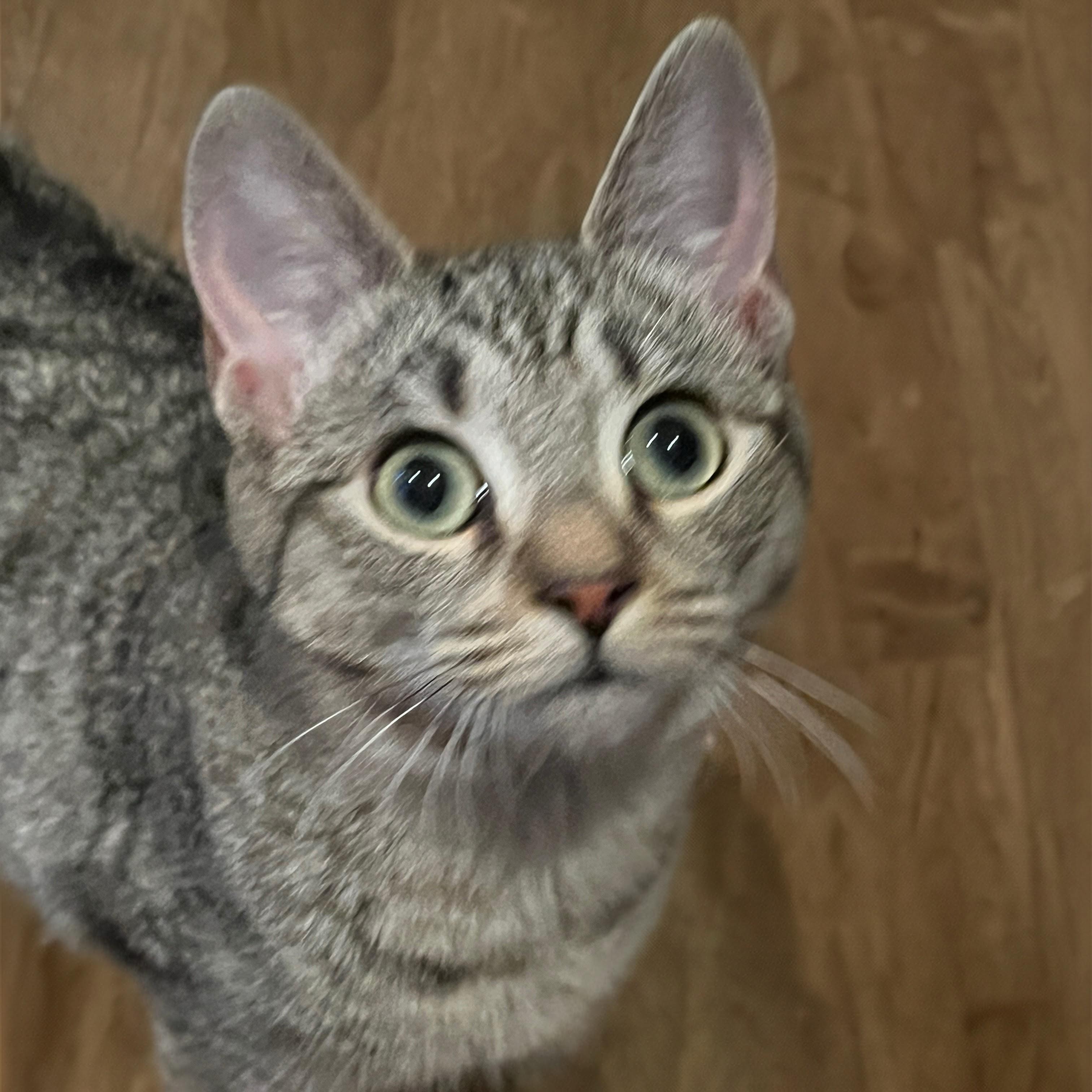 Enlarge Holly, an adopted Domestic Short Hair in Norwalk, CT image 3/4