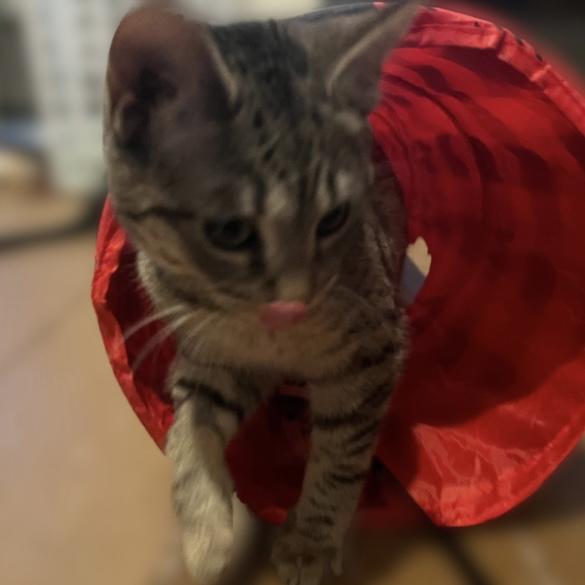 Enlarge Holly, an adopted Domestic Short Hair in Norwalk, CT image 4/4