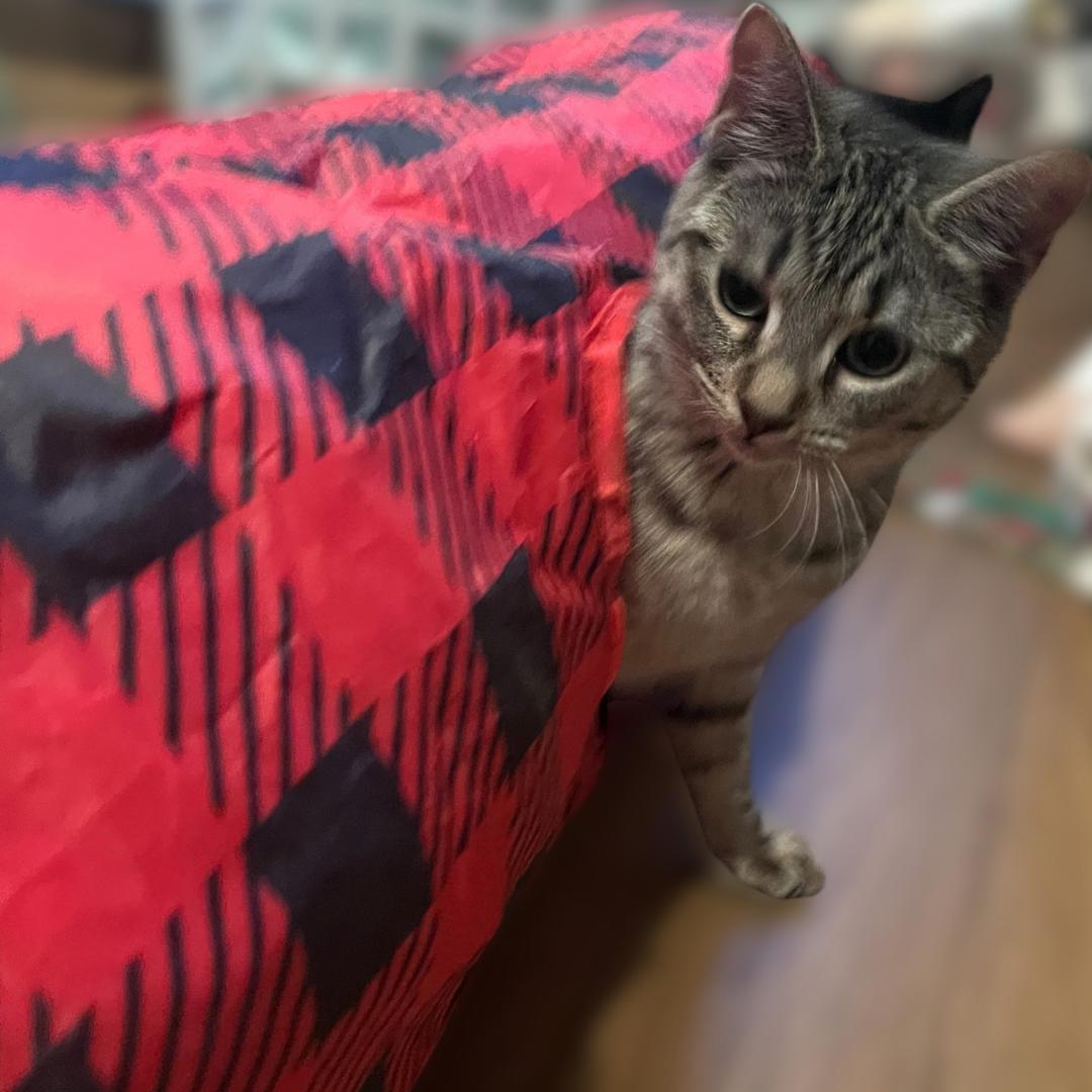 Enlarge Holly, an adopted Domestic Short Hair in Norwalk, CT image 2/4