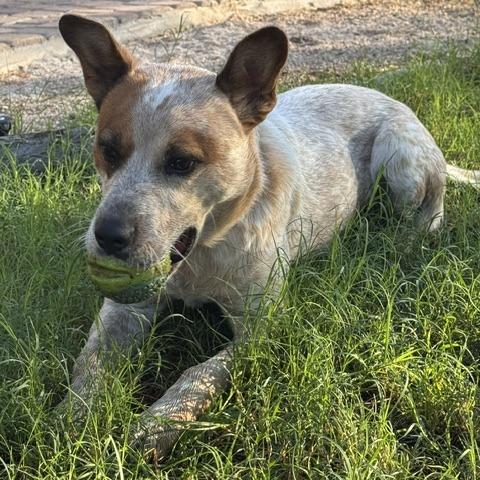 Odin, Adoptable, Adult Male Australian Cattle Dog / Blue Heeler & Cattle Dog.