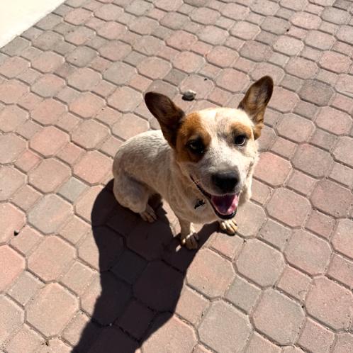 Enlarge Odin, a Adoptable mixed breed in North Las Vegas, NV image 2/2