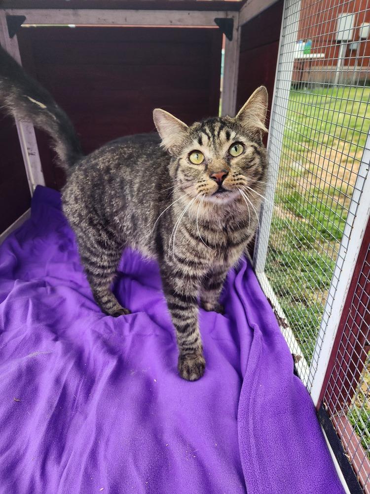 Jasper, Adoptable, Adult Male Domestic Long Hair.