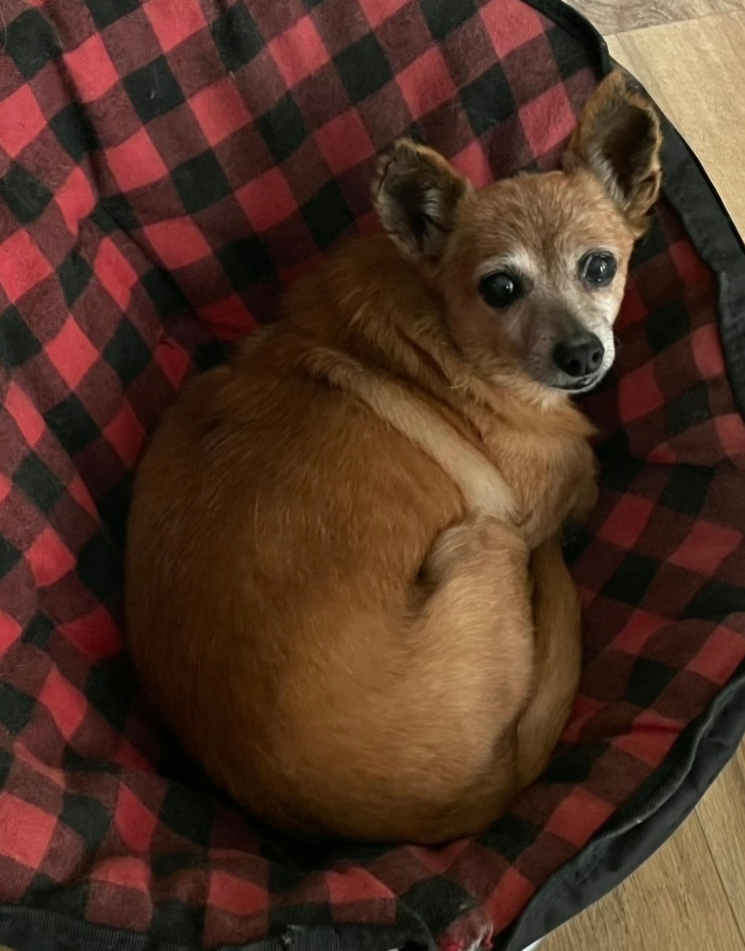Enlarge Rose, an adoptable mixed breed in Raleigh, NC image 3/5