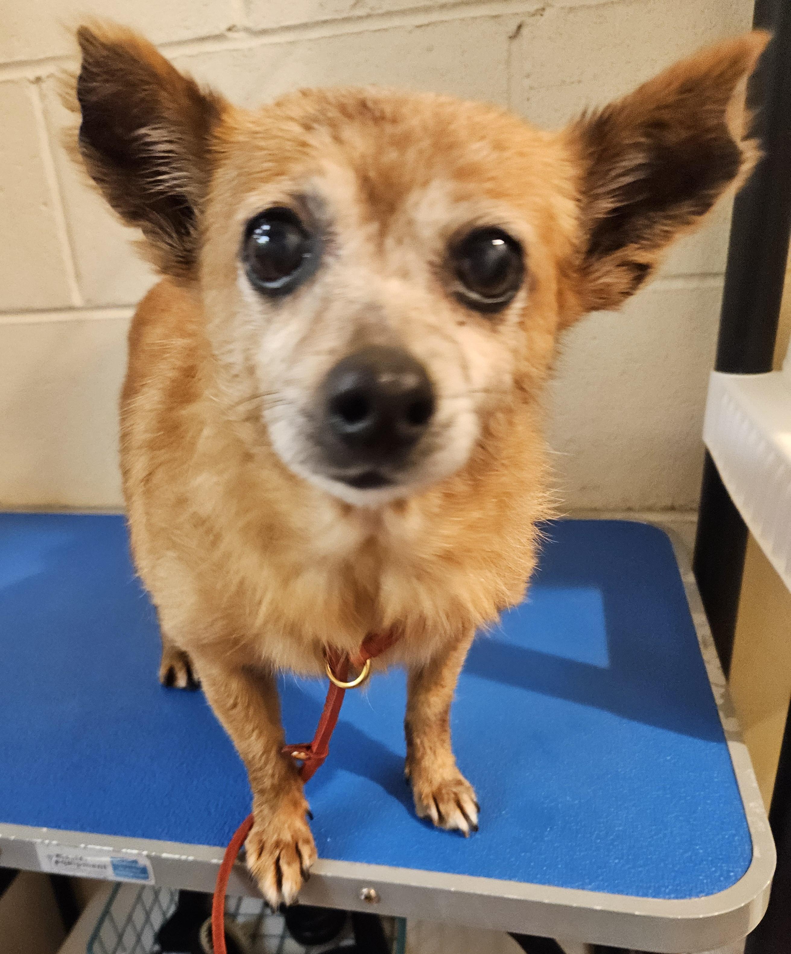 Rose, adoptable, Senior Female Chihuahua & Pomeranian.
