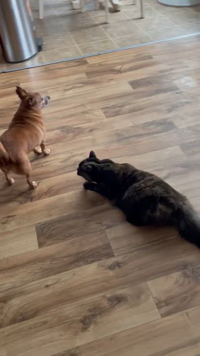 Enlarge Rose, an adoptable mixed breed in Raleigh, NC video 2/2