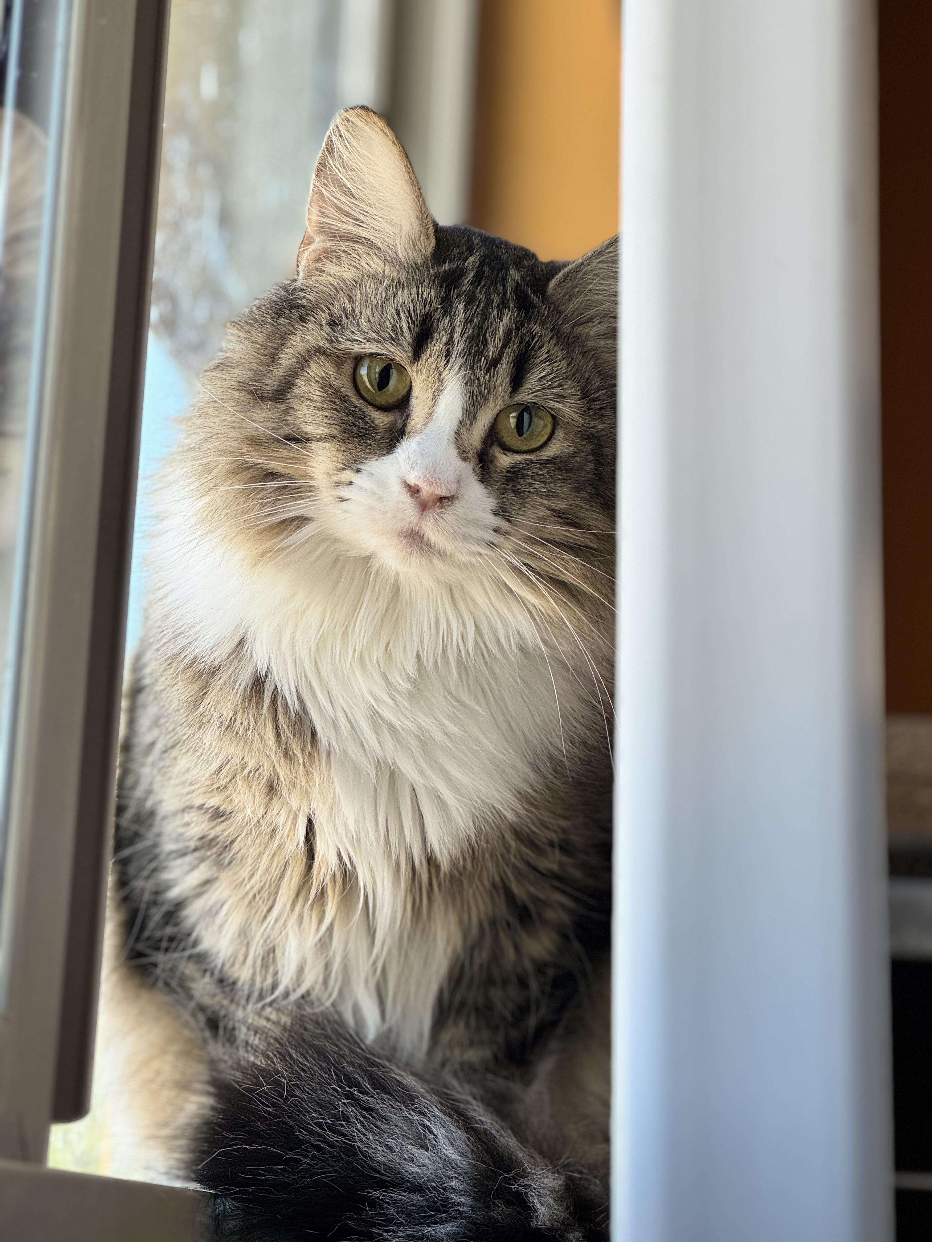 Mirabelle, a Adoptable Domestic Medium Hair in Okanogan, WA image 2/2