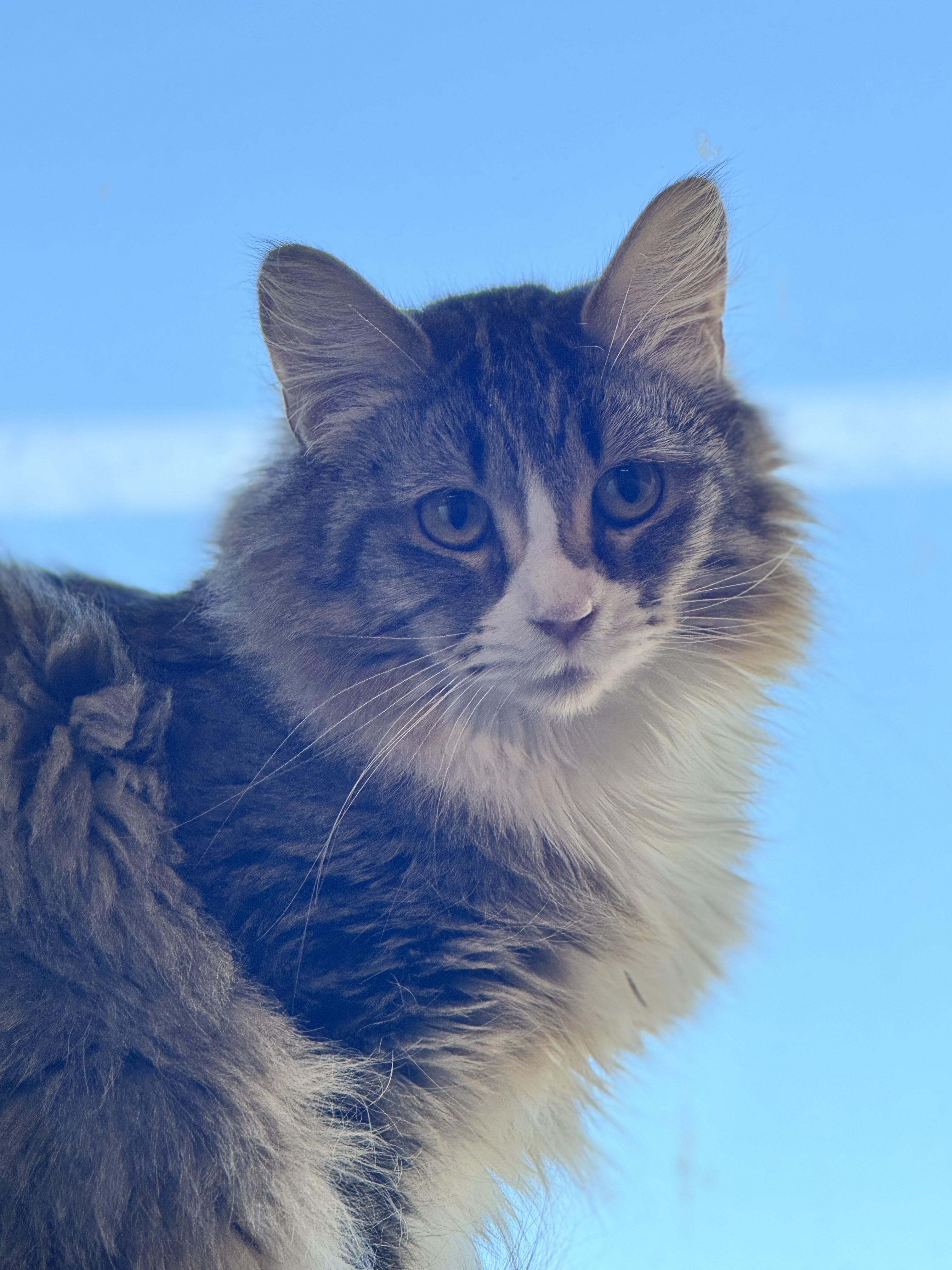 Mirabelle, Adoptable, Adult Female Domestic Medium Hair.
