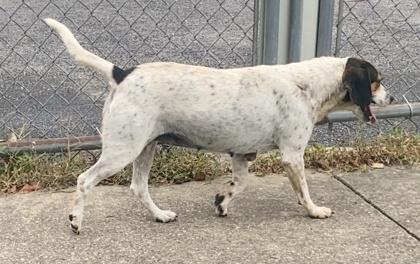 Kendra, a ADOPTABLE Beagle in Glasgow, KY image 2/2