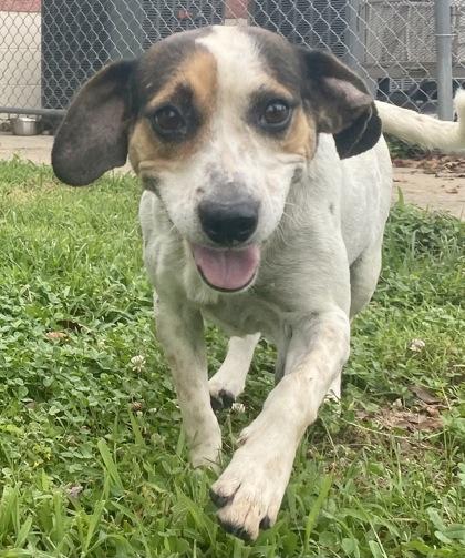 Kendra, ADOPTABLE, Adult Female Beagle.