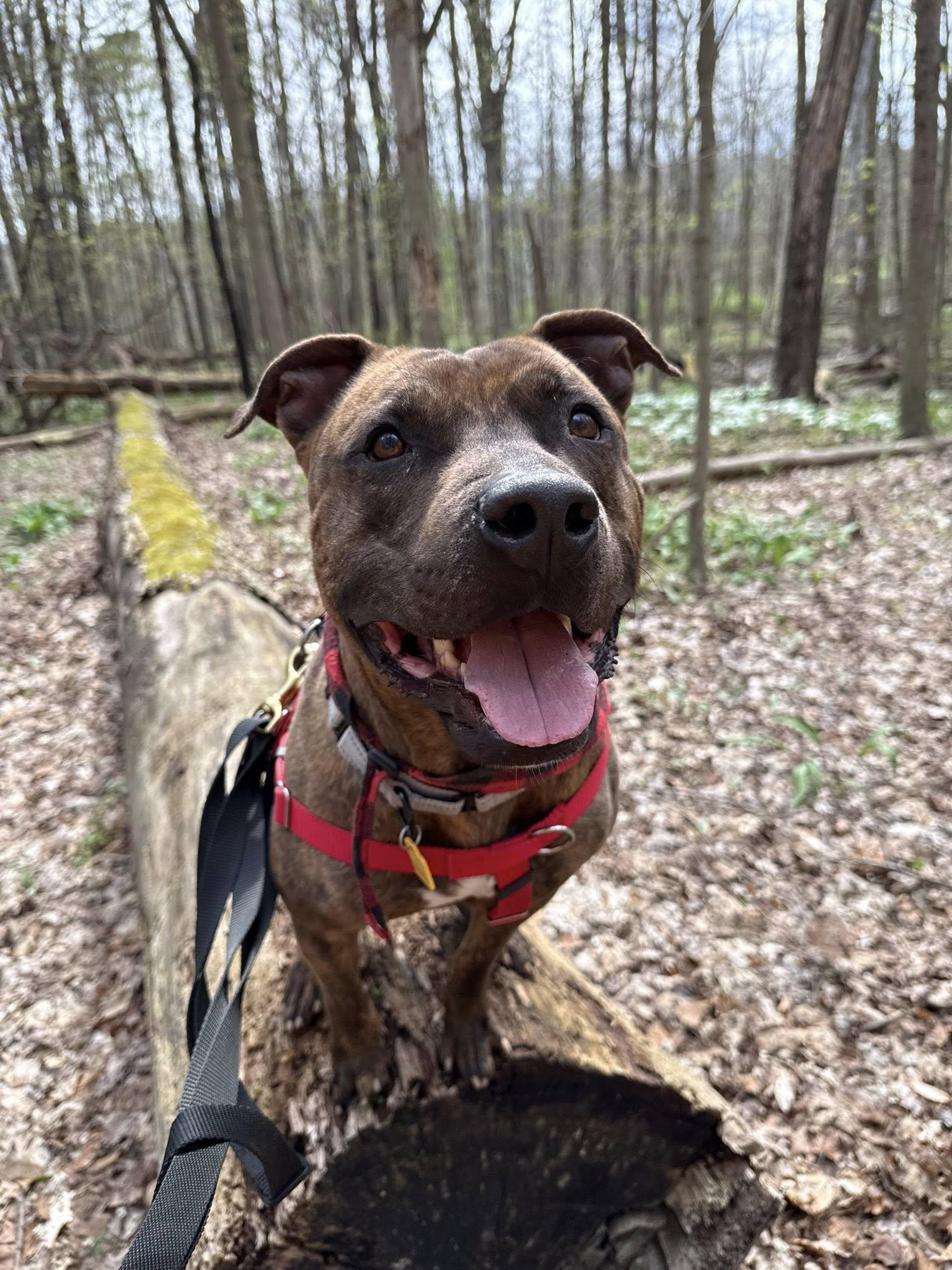 Enlarge Que, a ADOPTABLE mixed breed in Cleveland, OH image 6/6