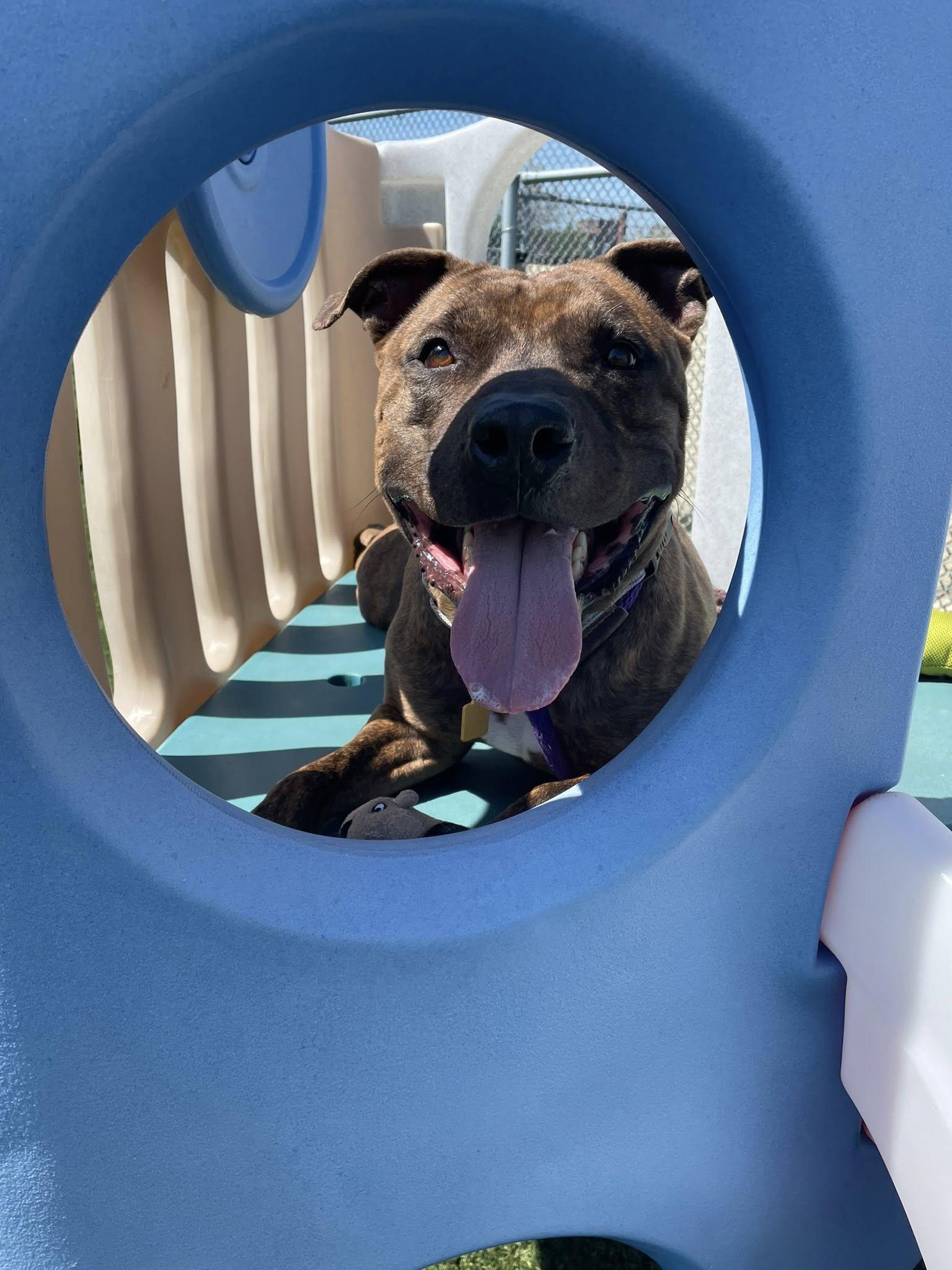 Enlarge Que, a ADOPTABLE mixed breed in Cleveland, OH image 6/6