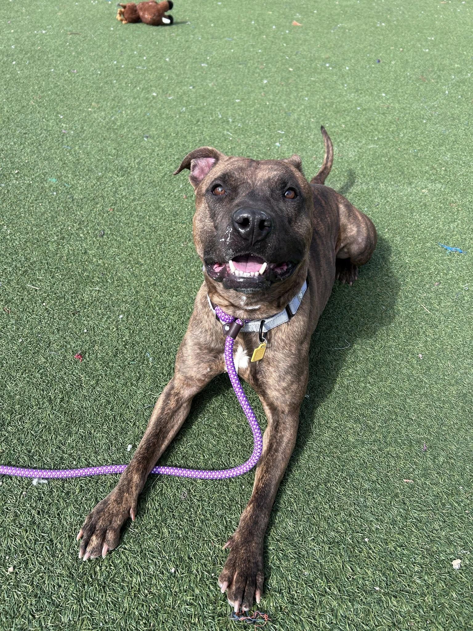 Enlarge Que, a ADOPTABLE mixed breed in Cleveland, OH image 2/6