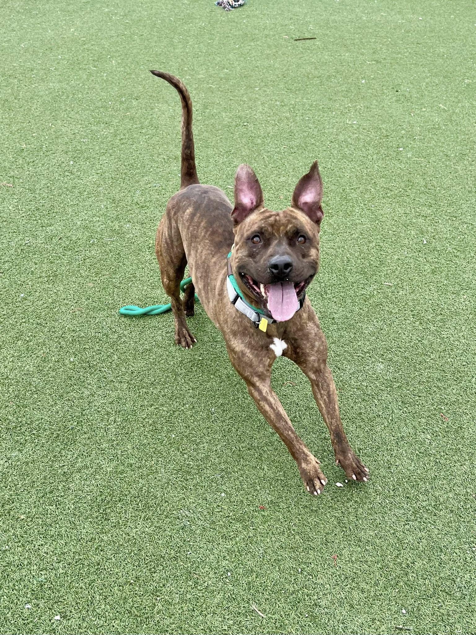 Enlarge Que, a ADOPTABLE mixed breed in Cleveland, OH image 5/6