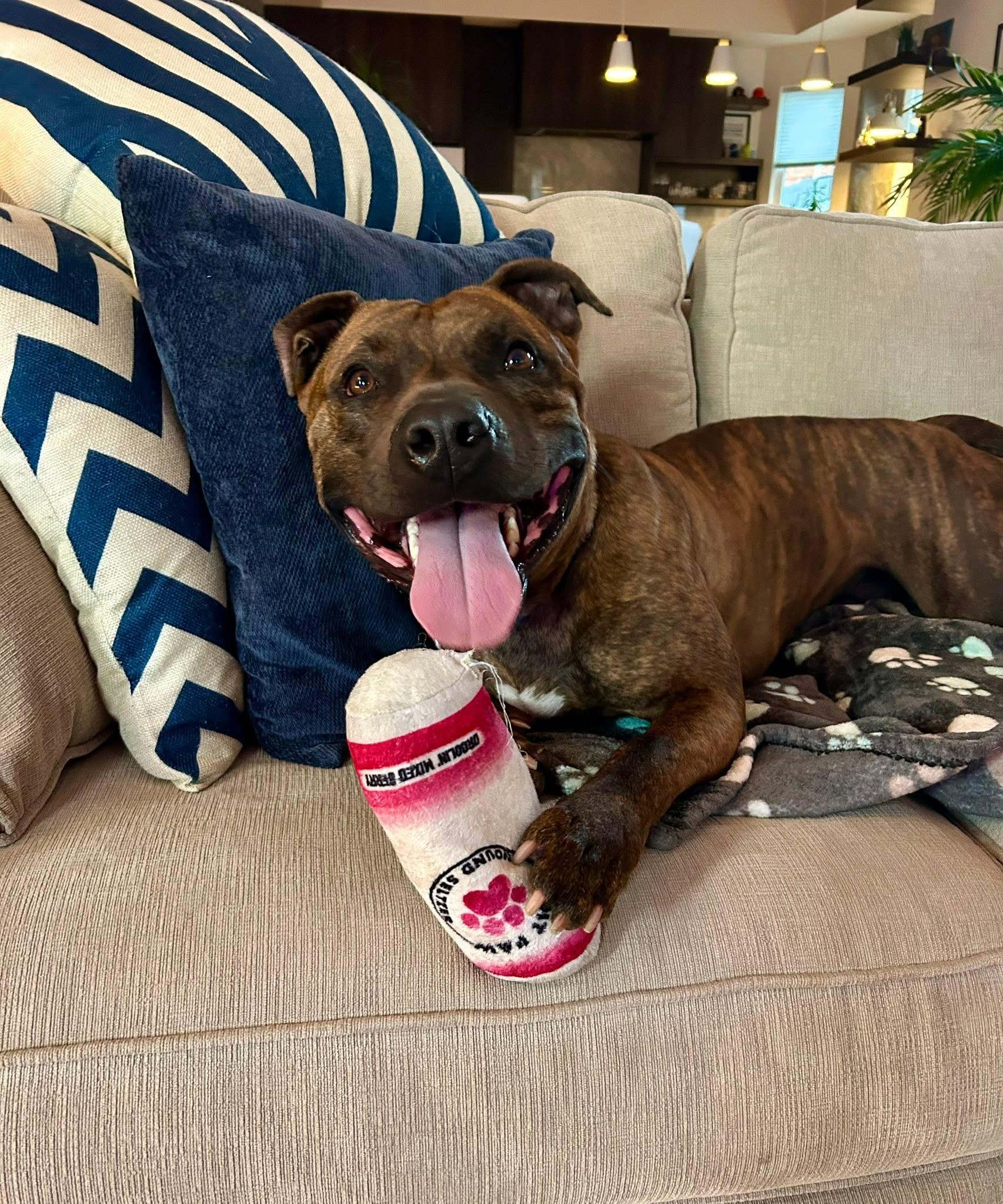 Que, ADOPTABLE, Adult Male Pit Bull Terrier.