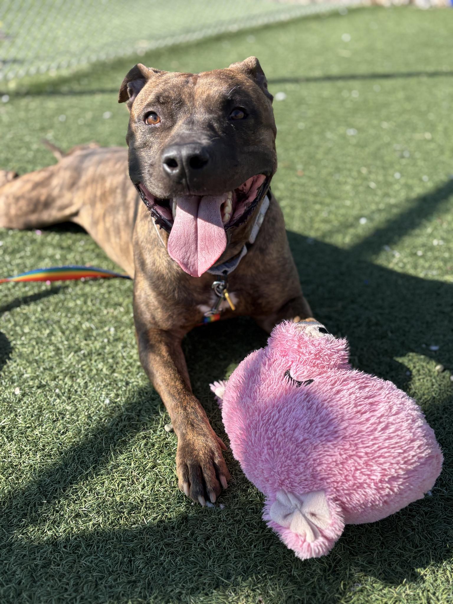 Enlarge Que, a ADOPTABLE mixed breed in Cleveland, OH image 3/6