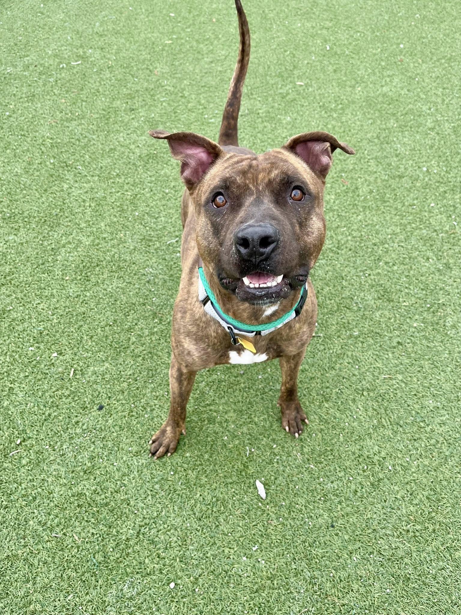 Enlarge Que, a ADOPTABLE mixed breed in Cleveland, OH image 6/6